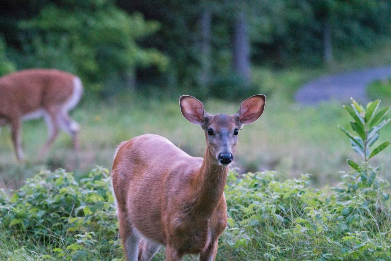 Отель Taboo Muskoka Грейвенхерст Экстерьер фото